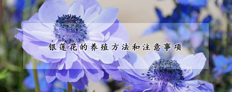 银莲花的养殖方法和注意事项