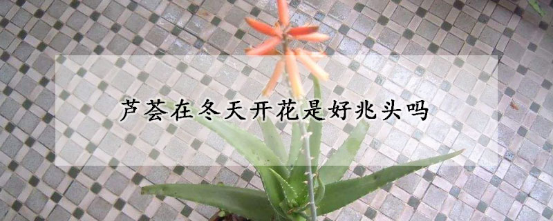 芦荟在冬天开花是好兆头吗