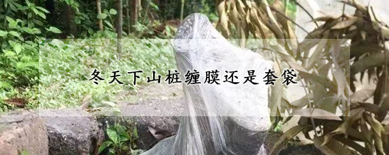 冬天下山桩缠膜还是套袋