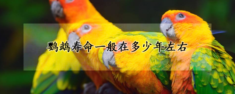 鹦鹉寿命一般在多少年左右