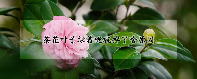 茶花叶子绿着呢就掉了啥原因