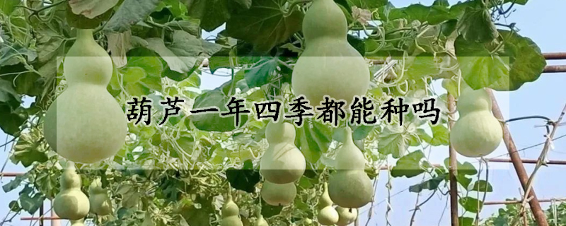 葫芦一年四季都能种吗