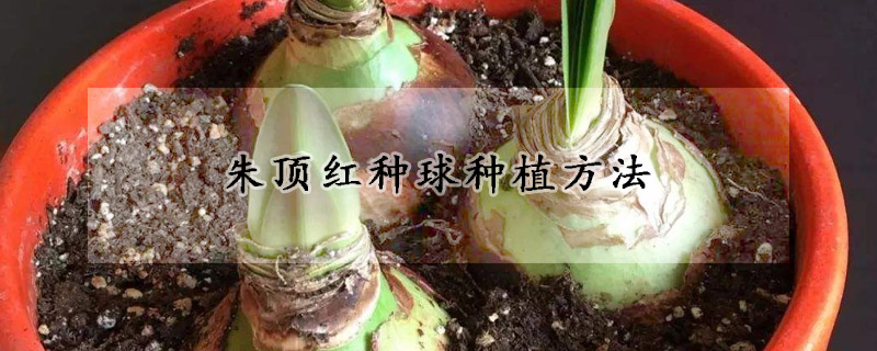 朱顶红种球种植方法