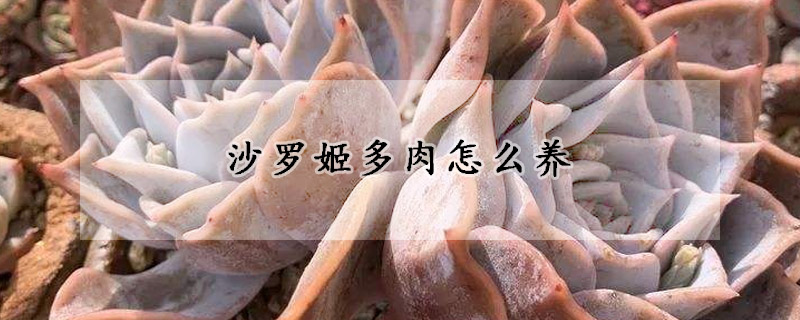 沙罗姬多肉怎么养