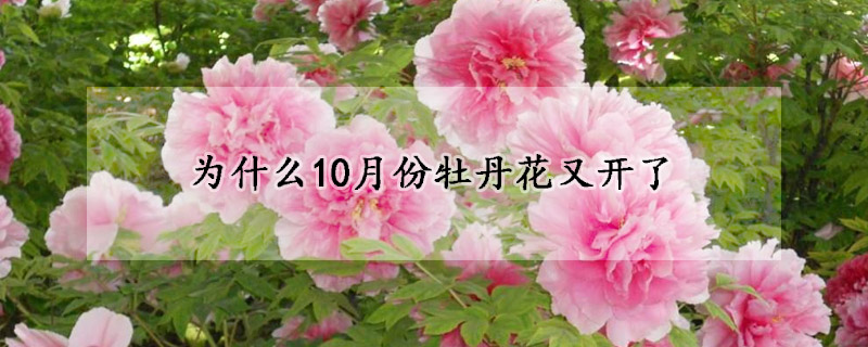 为什么10月份牡丹花又开了