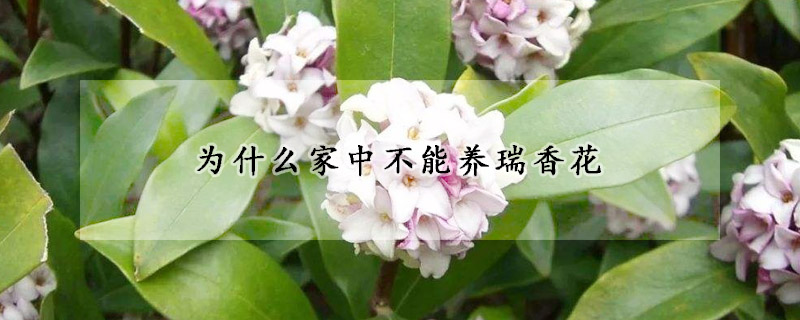 为什么家中不能养瑞香花