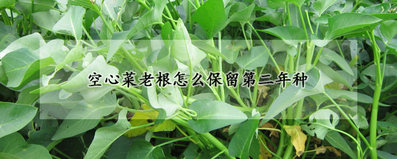 空心菜老根怎么保留第二年种