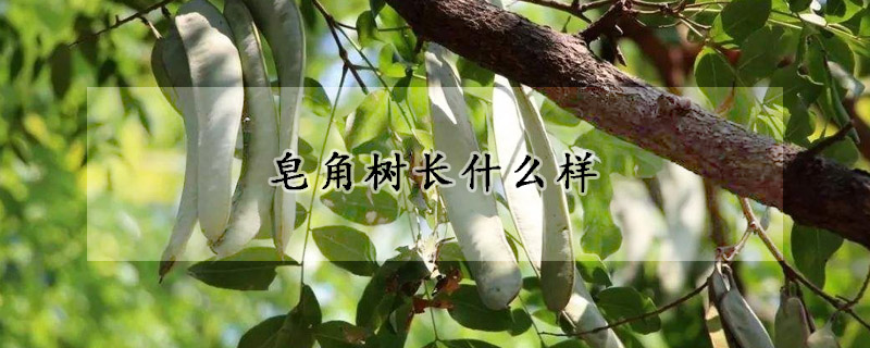 皂角树长什么样