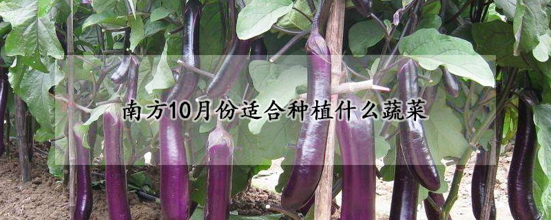 南方10月份适合种植什么蔬菜