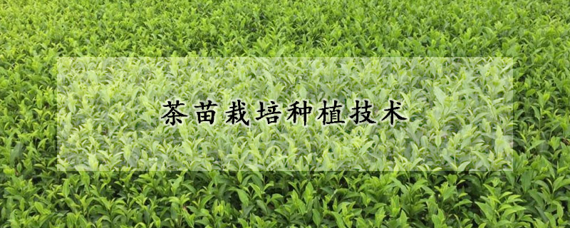 茶苗栽培种植技术