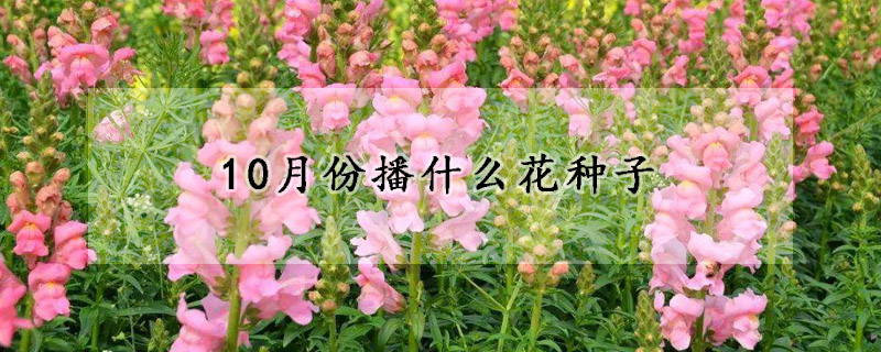 10月份播什么花种子