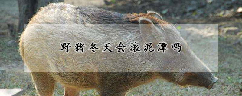 野猪冬天会滚泥潭吗