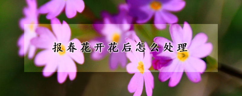 报春花开花后怎么处理