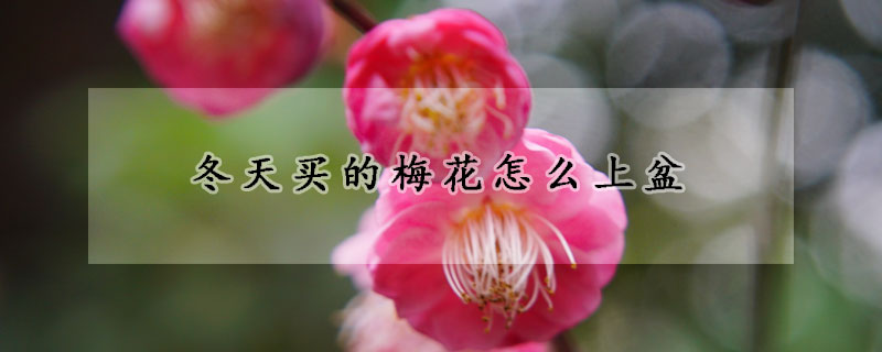 冬天买的梅花怎么上盆