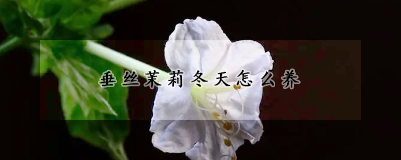 垂丝茉莉冬天怎么养