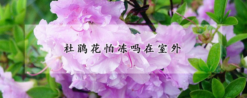 杜鹃花怕冻吗在室外