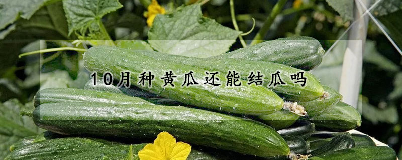 10月种黄瓜还能结瓜吗