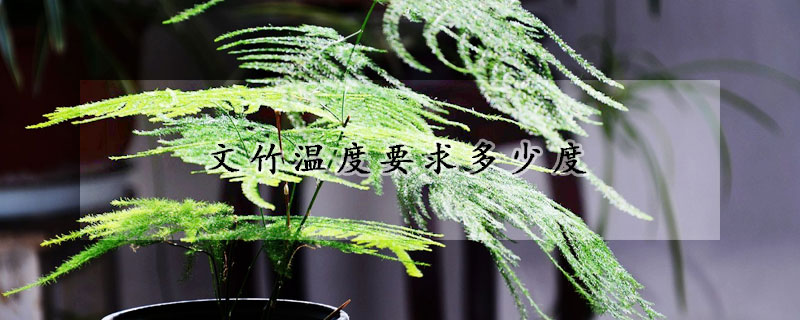 文竹温度要求多少度