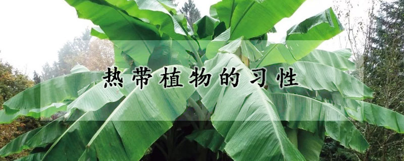 热带植物的习性