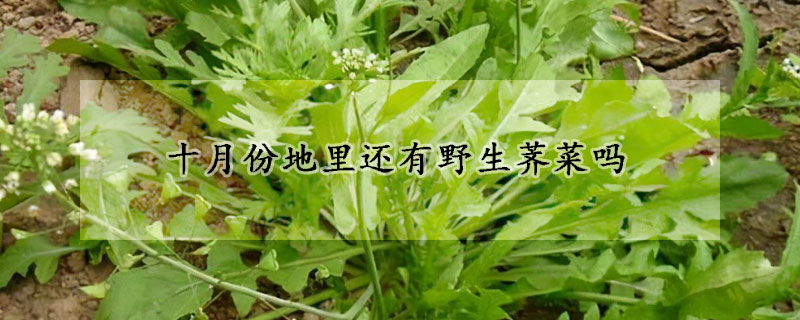 十月份地里还有野生荠菜吗