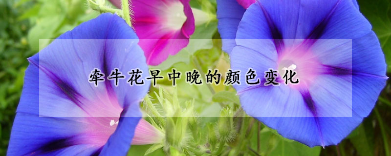 牵牛花早中晚的颜色变化