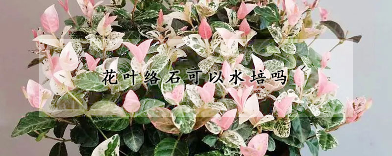 花叶络石可以水培吗