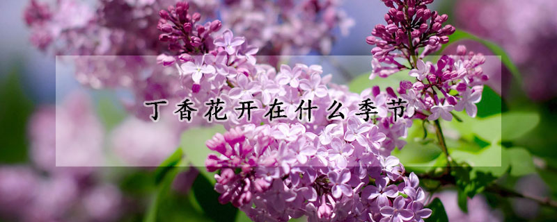 丁香花开在什么季节