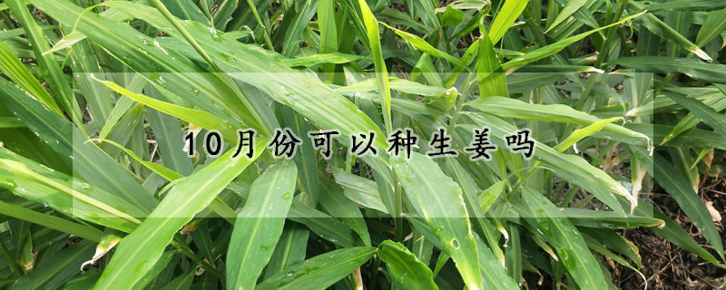 10月份可以种生姜吗