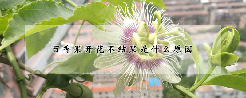 百香果开花不结果是什么原因