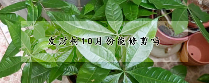 发财树10月份能修剪吗