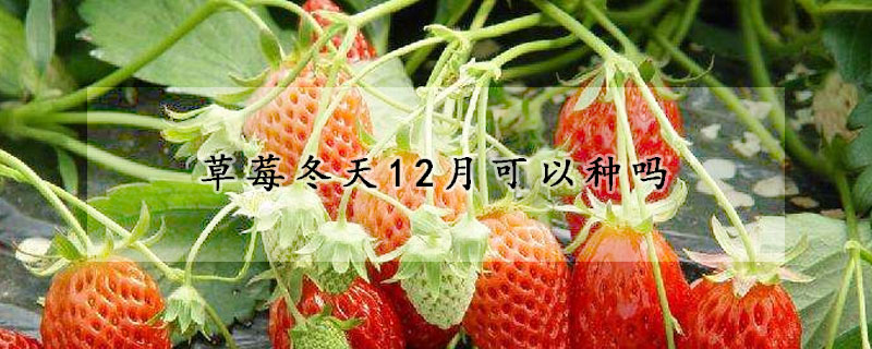 草莓冬天12月可以种吗