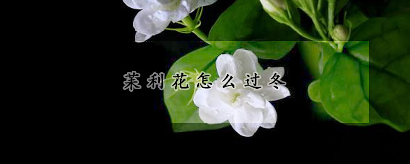 苿利花怎么过冬