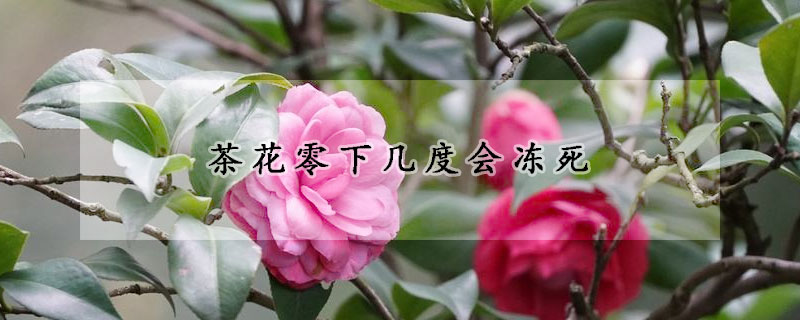 茶花零下几度会冻死