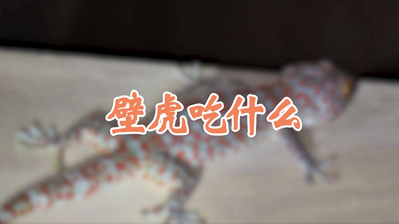 壁虎吃什么