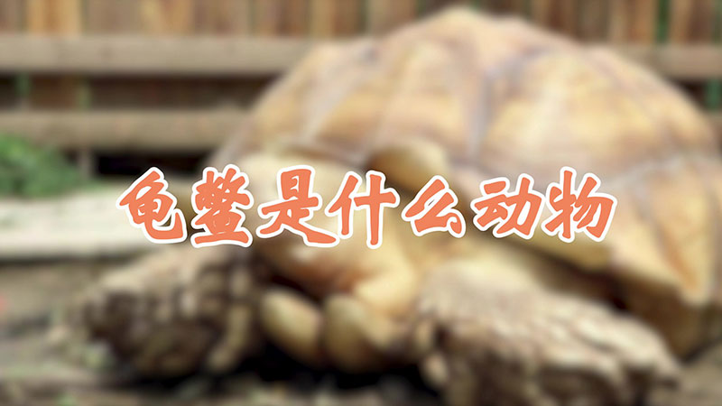 龟鳖是什么动物