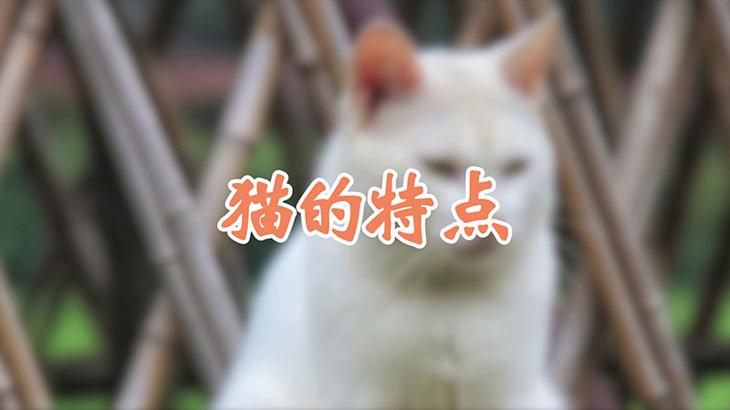 猫的特点