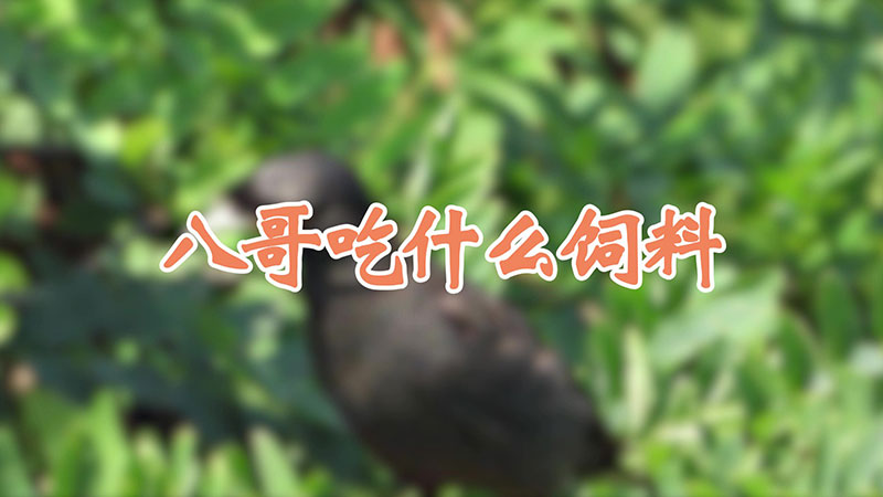 八哥吃什么饲料