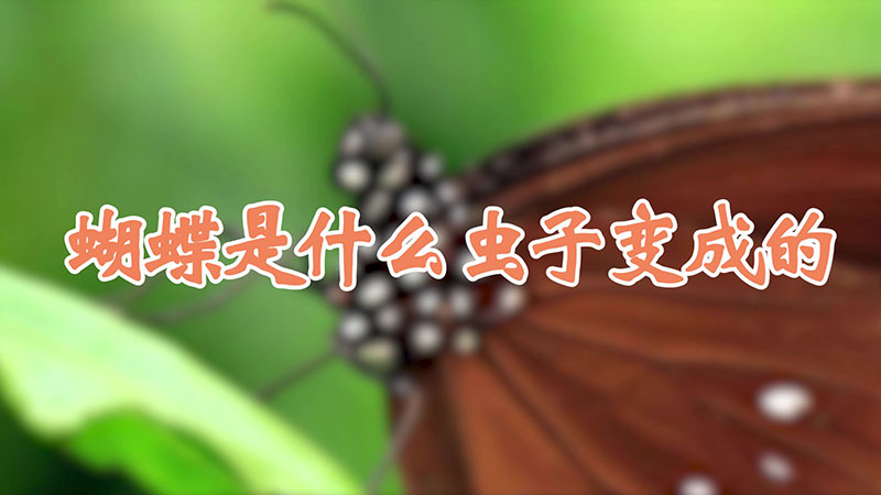 蝴蝶是什么虫子变成的