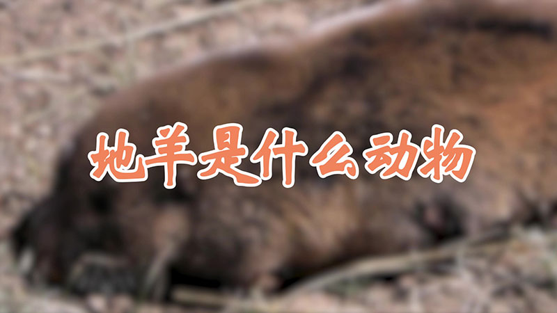 地羊是什么动物