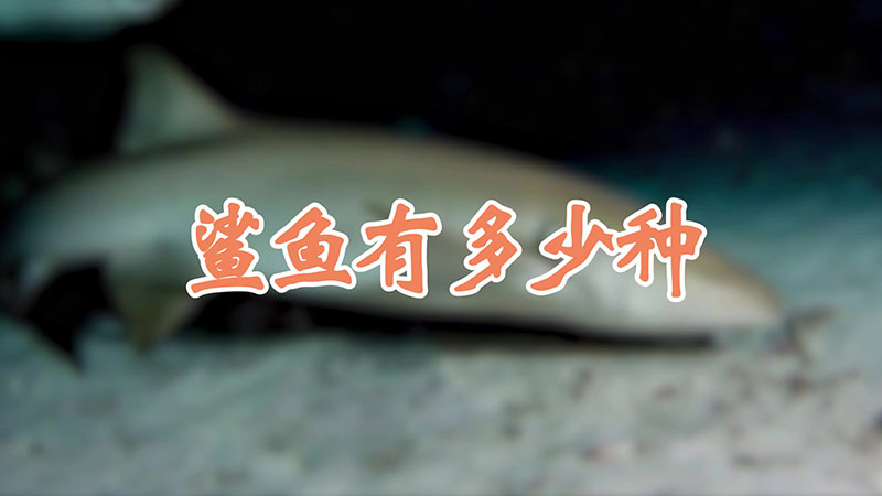 鲨鱼有多少种