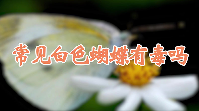 常见白色蝴蝶有毒吗