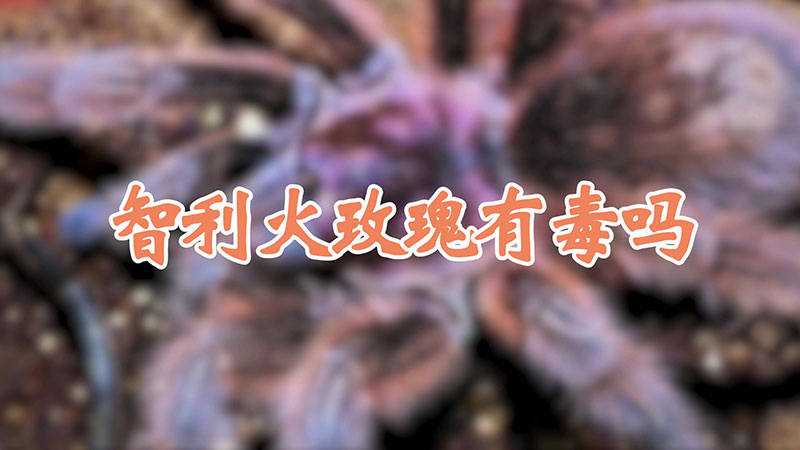 智利火玫瑰有毒吗