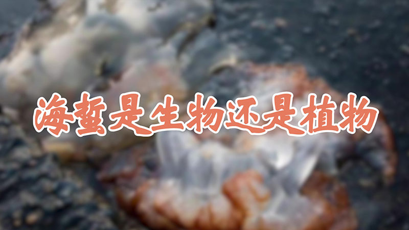 海蜇是生物还是植物