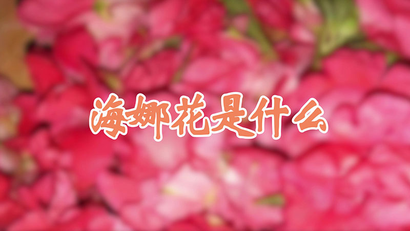 海娜花是什么