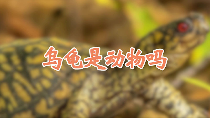 乌龟是动物吗