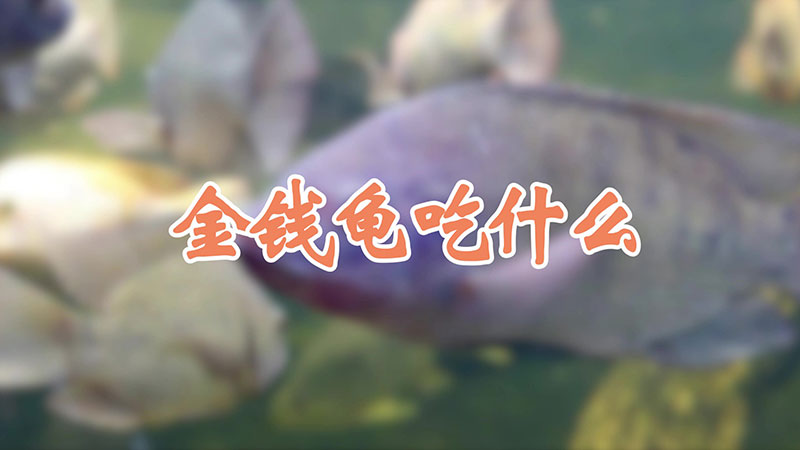金钱龟吃什么