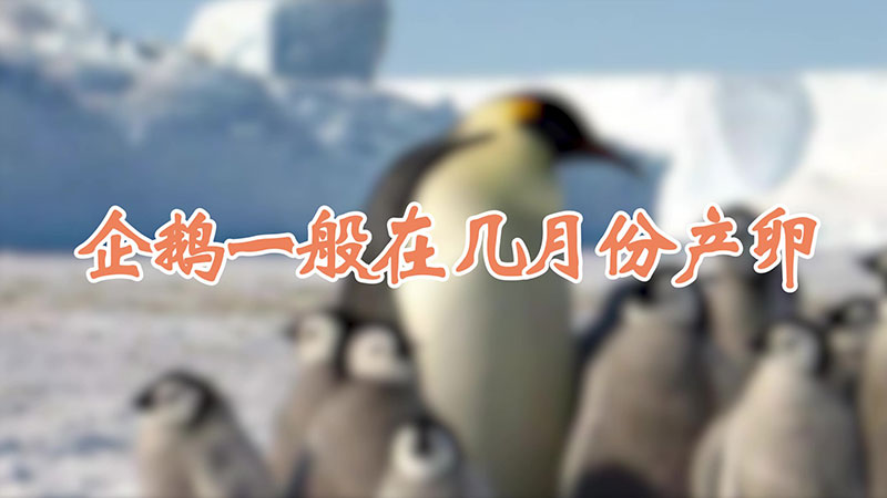 企鹅一般在几月份产卵