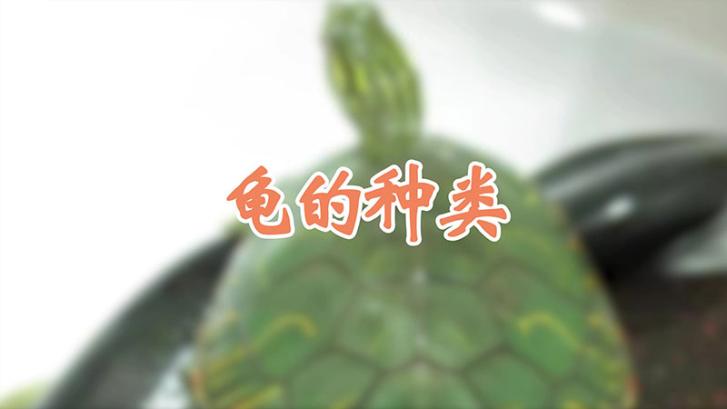 龟的种类