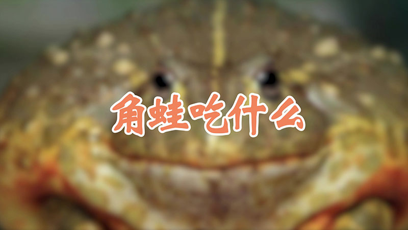 角蛙吃什么
