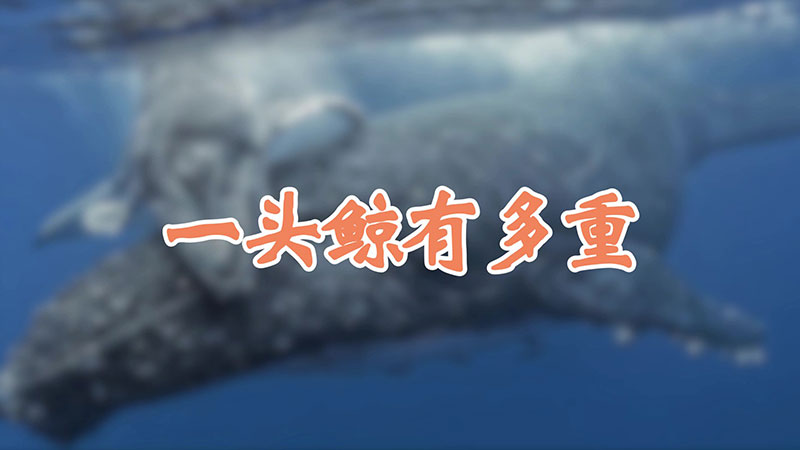 一头鲸有多重